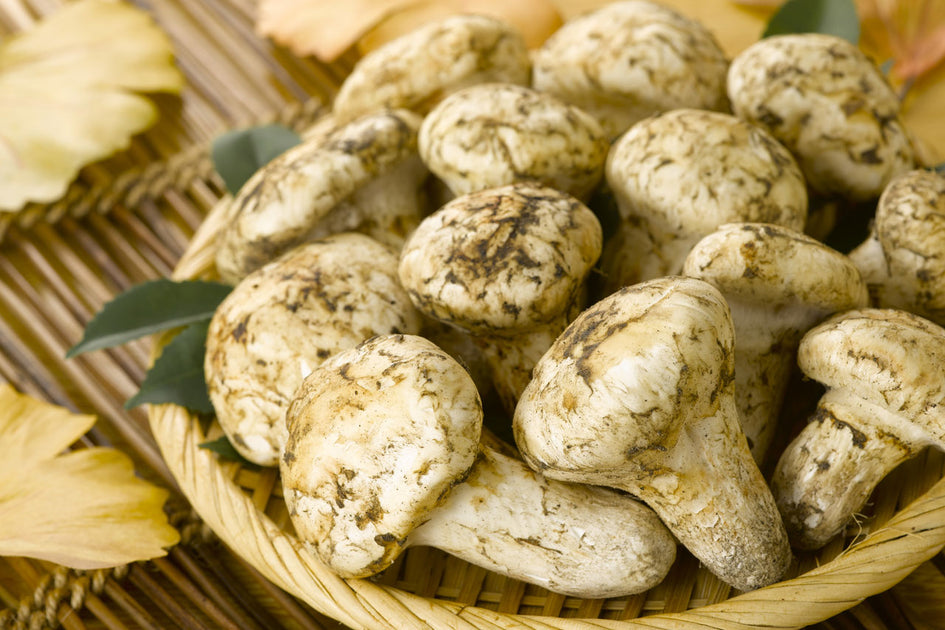 Enjoy premium matsutake mushrooms from Oregon this fall NX GIFT